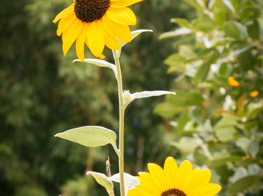 Recanto dos Bambus主图