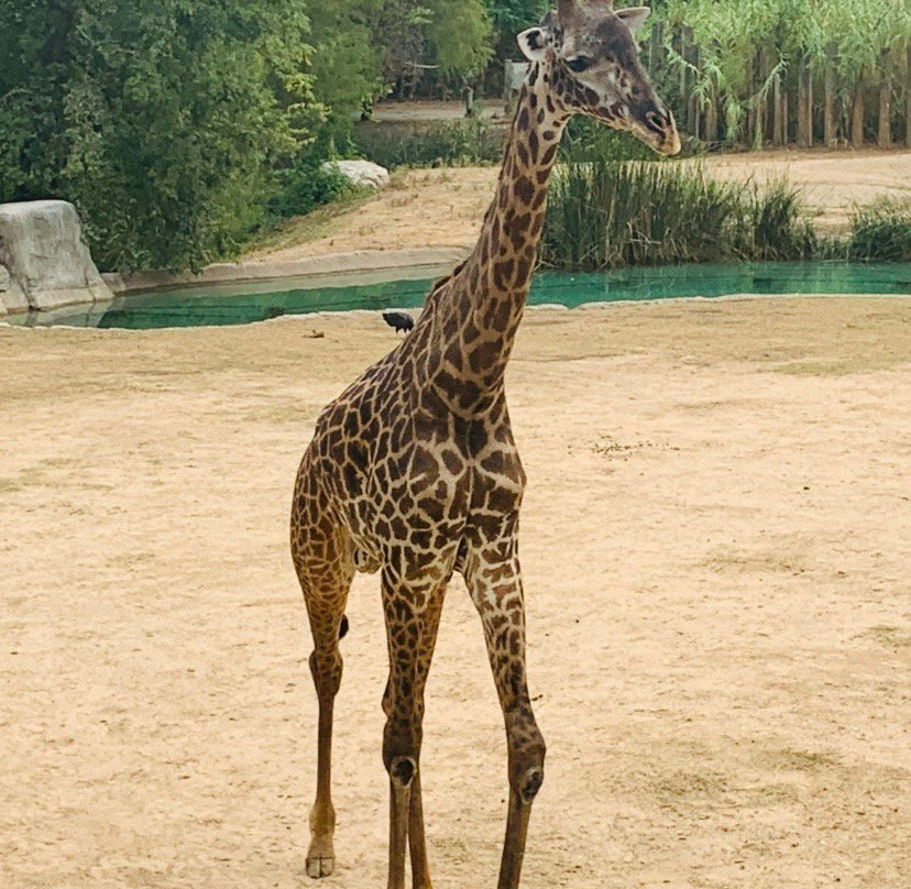 Cameron Park Zoo-韦科必去景点