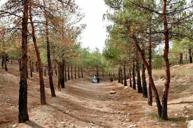 Chitgar Forest Park景点图片