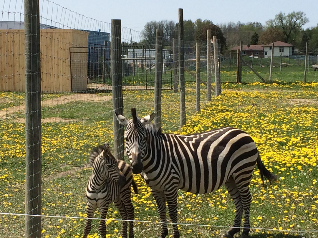 Elmvale Jungle Zoo景点图片