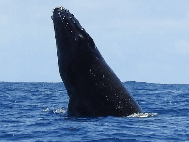 Dolphin Pacific Diving and Whale Watching景点图片