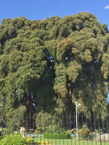 El Tule Tree of Life, Teotitlan Village, and Mitla Ruins Tour景点图片
