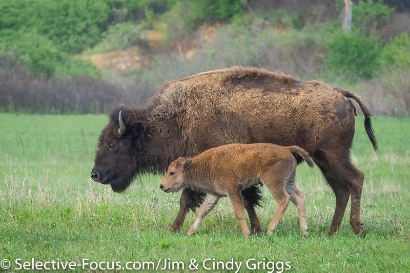 Maxwell Wildlife Refuge