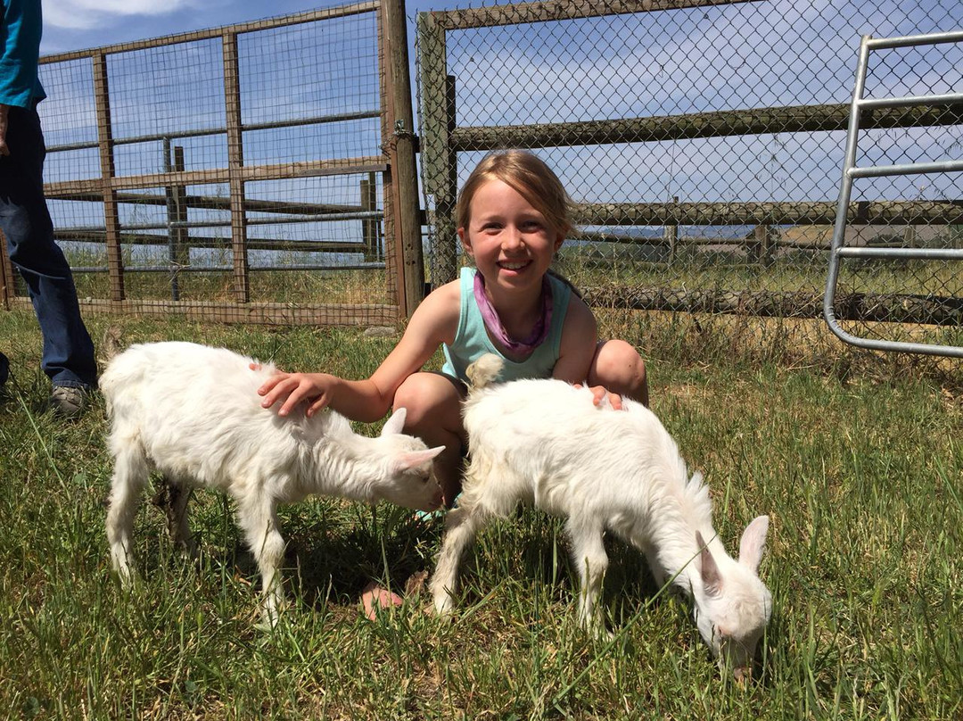 Sonoma County Wildlife Rescue景点图片