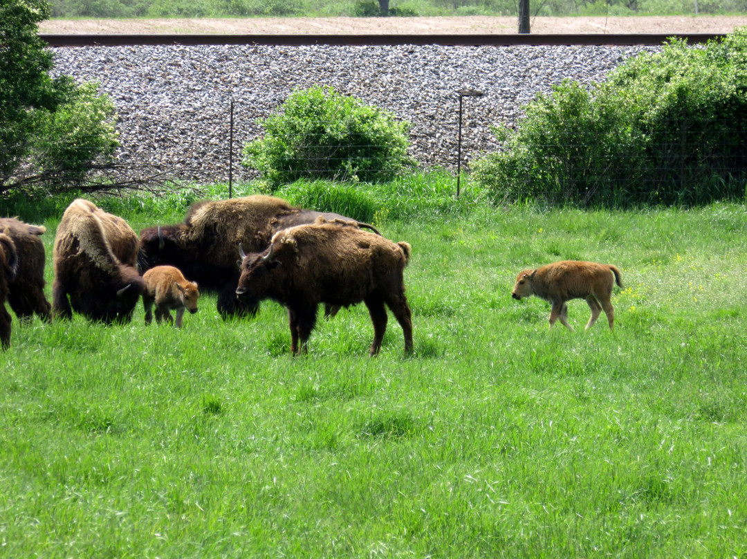 Lester's Bison Farm景点图片