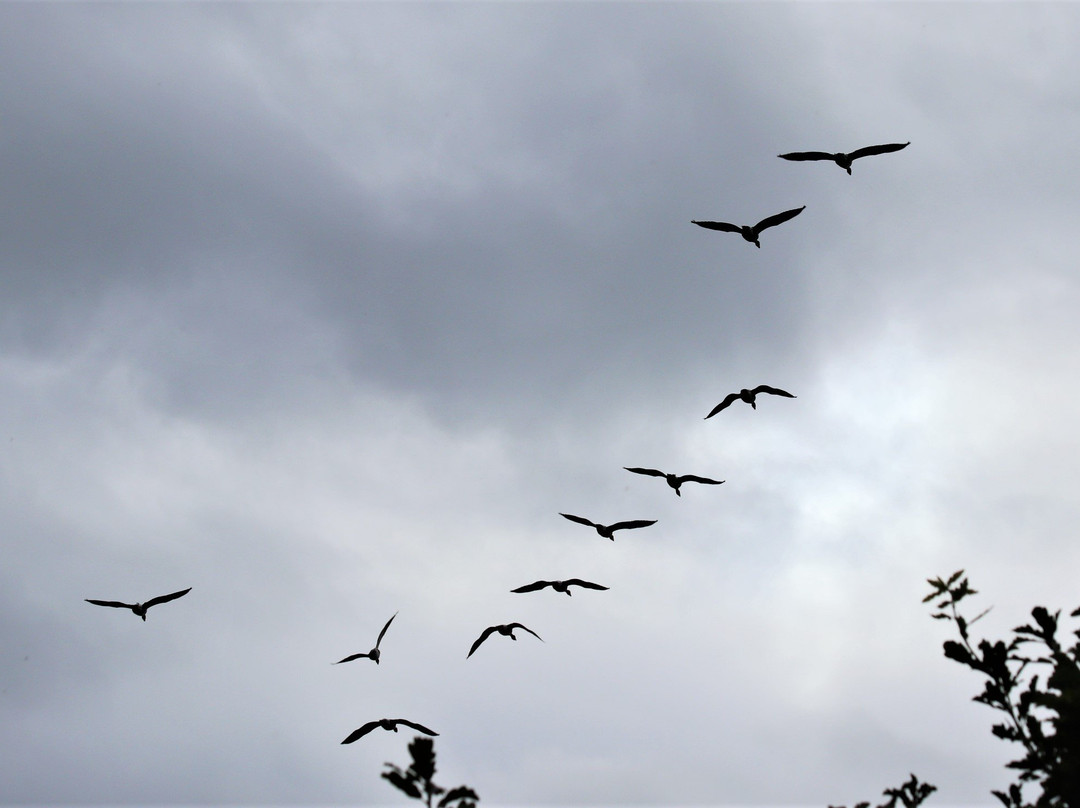 Branton Lakes Nature Reserve-Powburn必去景点