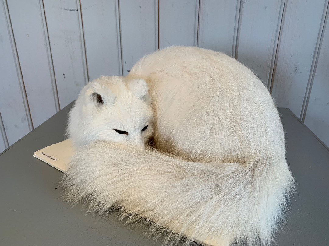 The Arctic Fox Centre景点图片