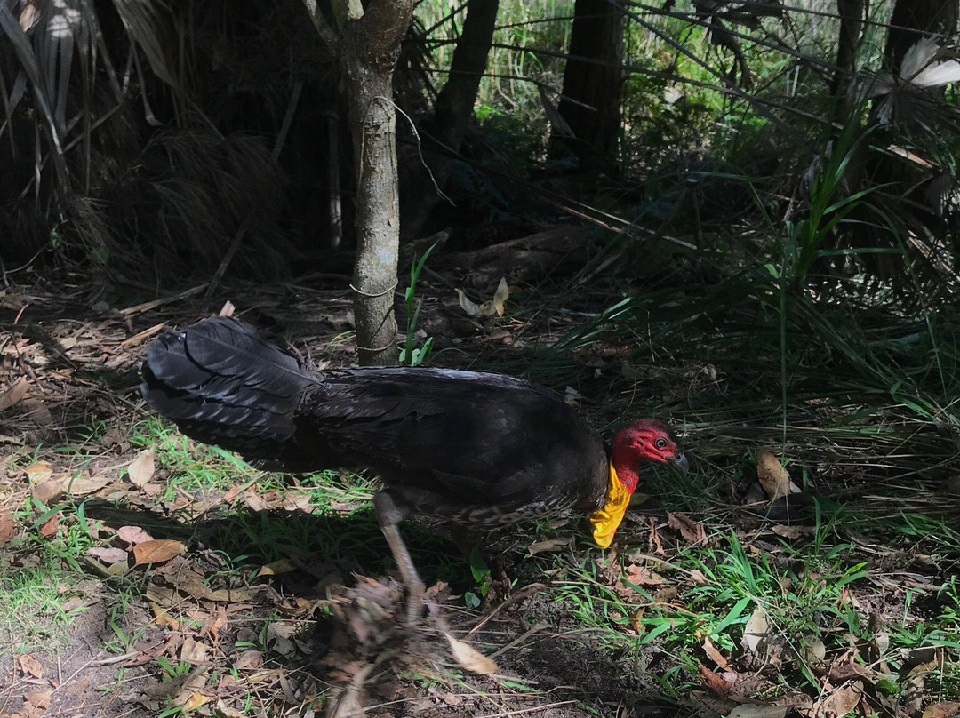 Warriewood Wetlands景点图片