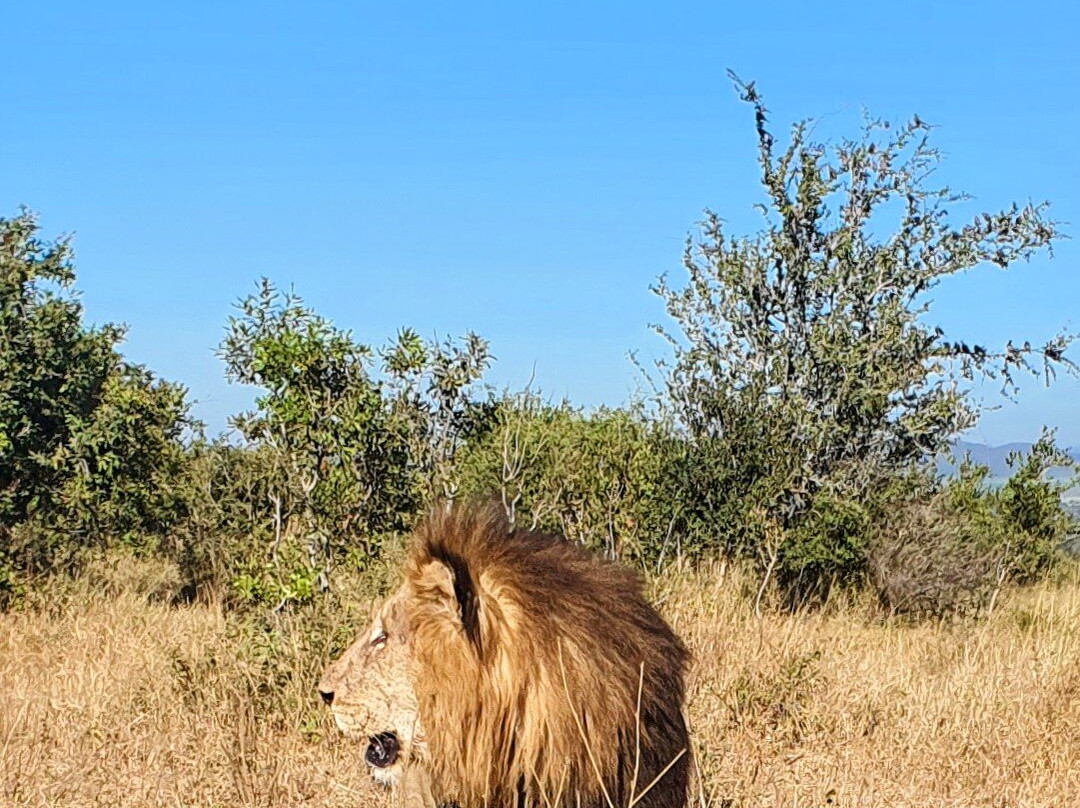 The Kruger Safari Co.景点图片