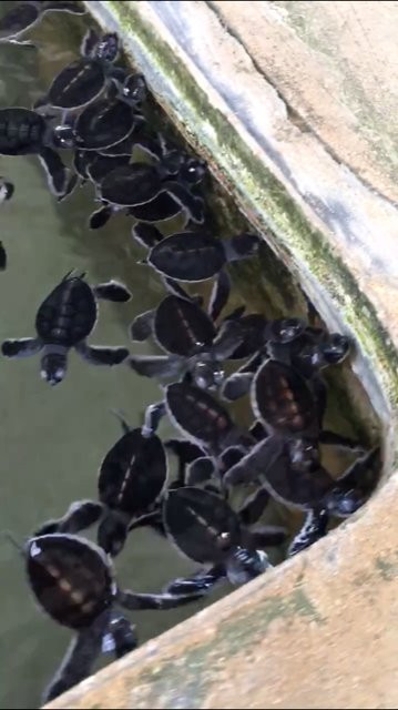 黑卡杜瓦海龟孵化场景点图片