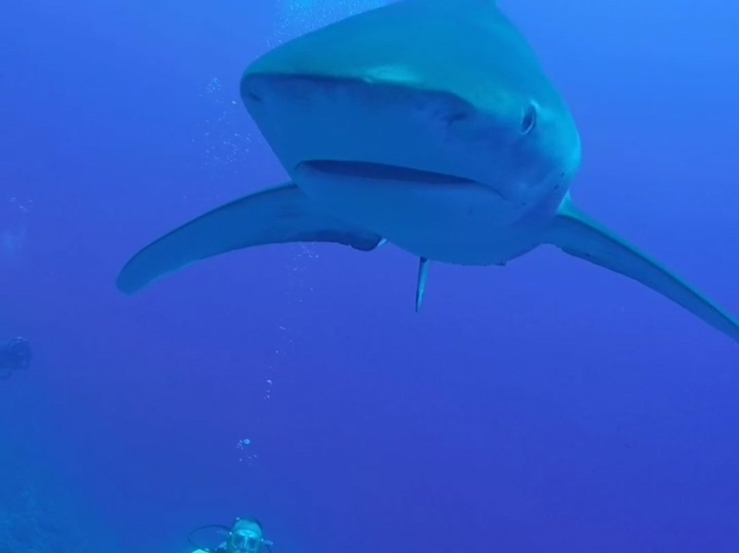 United Divers-Safaga必去景点