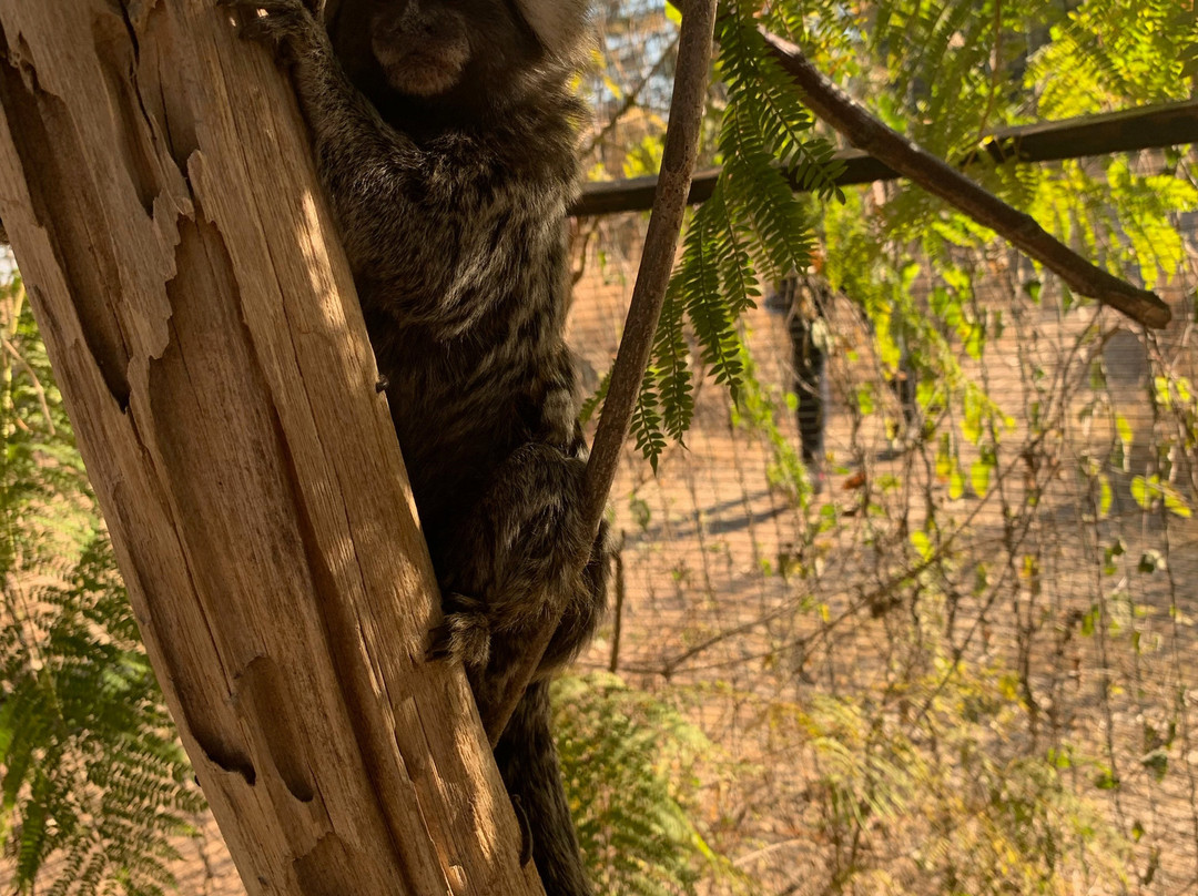 International Primate Rescue-比勒陀利亚必去景点