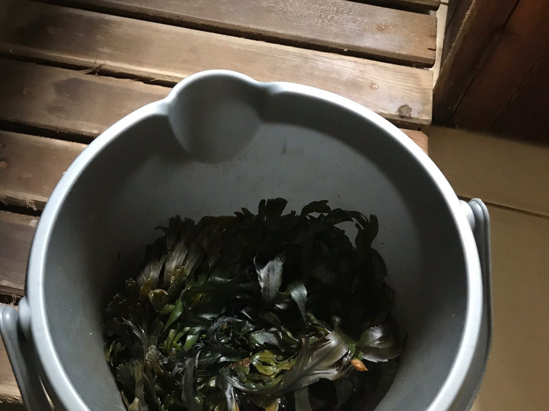 Solas na Mara Helbhic Seaweed Baths景点图片