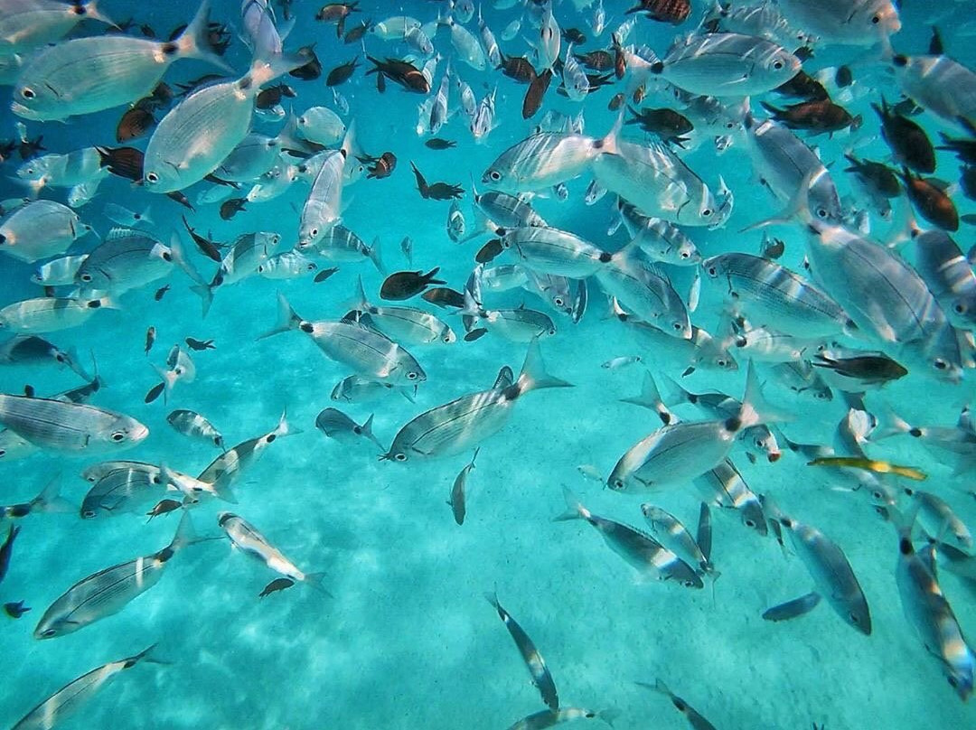 Olbia Boat Rental-奥尔比亚必去景点