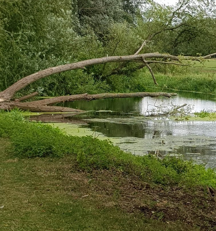 Earsham Wetland Centre景点图片