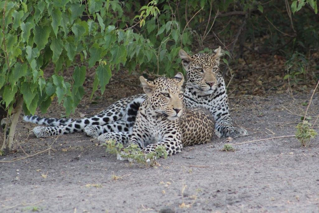 Royal Tours Zambia-李文斯顿必去景点