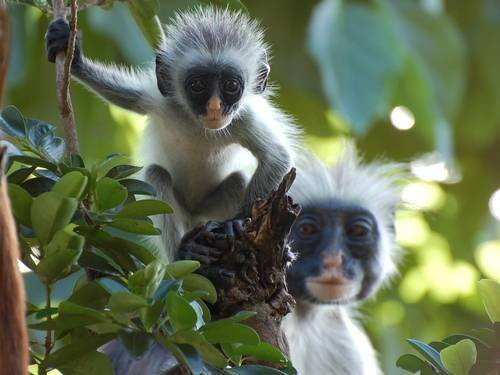Unique Zanzibar Taxi-桑给巴尔市必去景点