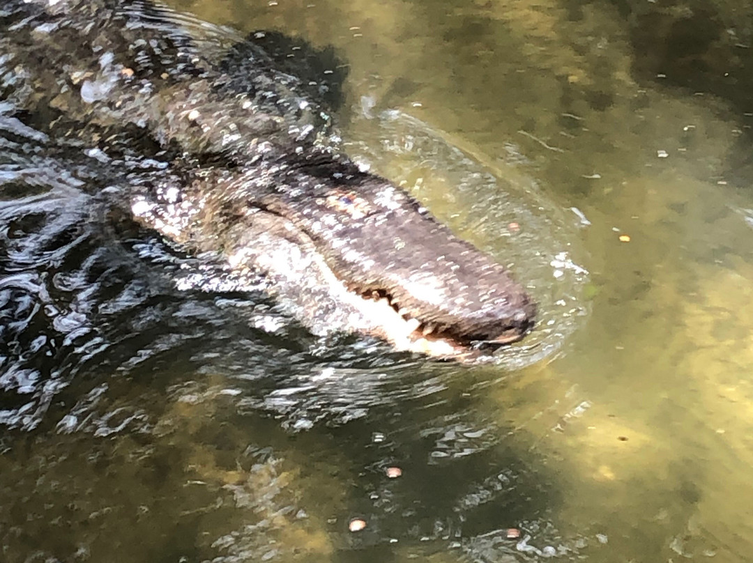 Crocodile Crossing (at Alligator Farm)景点图片