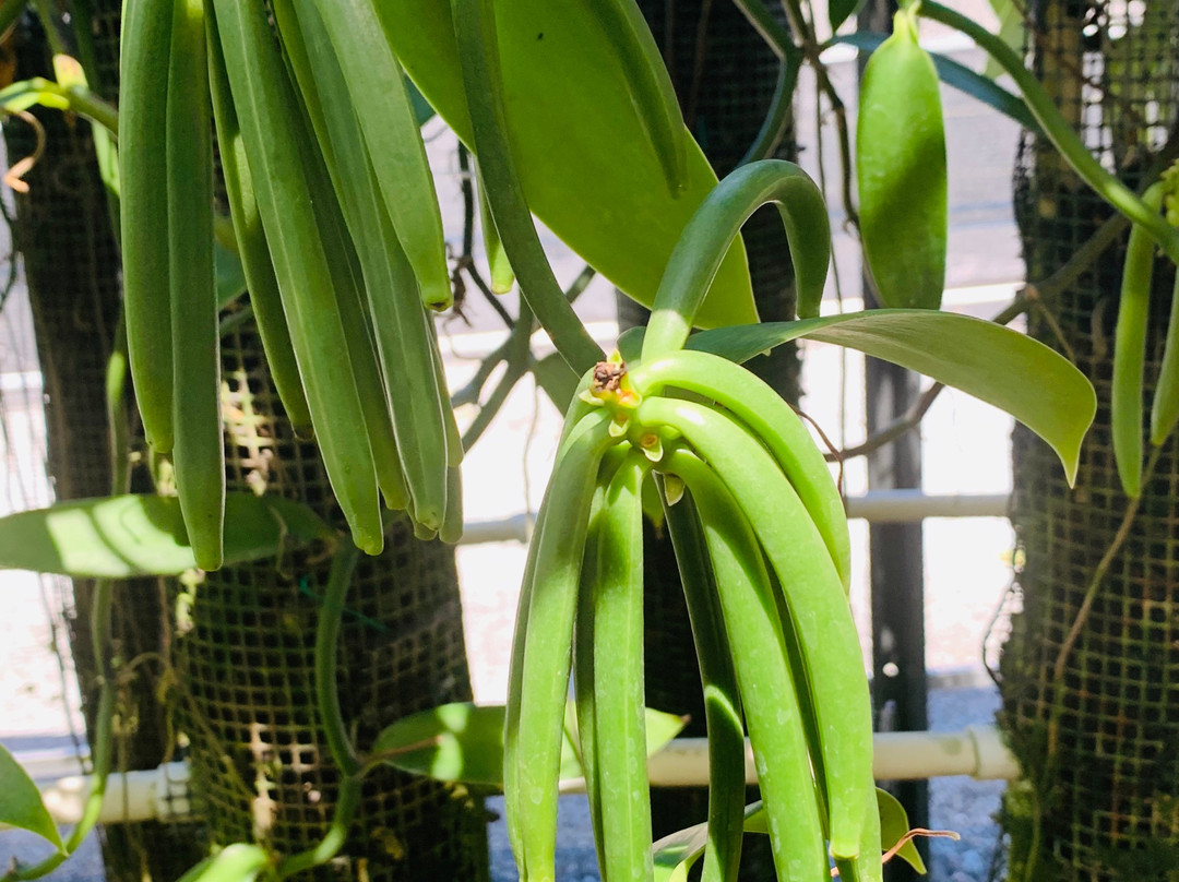 The Vanillerie-凯鲁瓦-柯纳必去景点