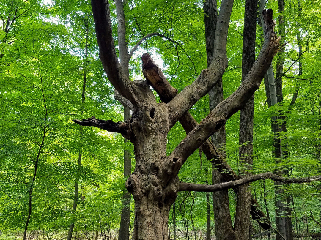 Tallman Mountain State Park景点图片