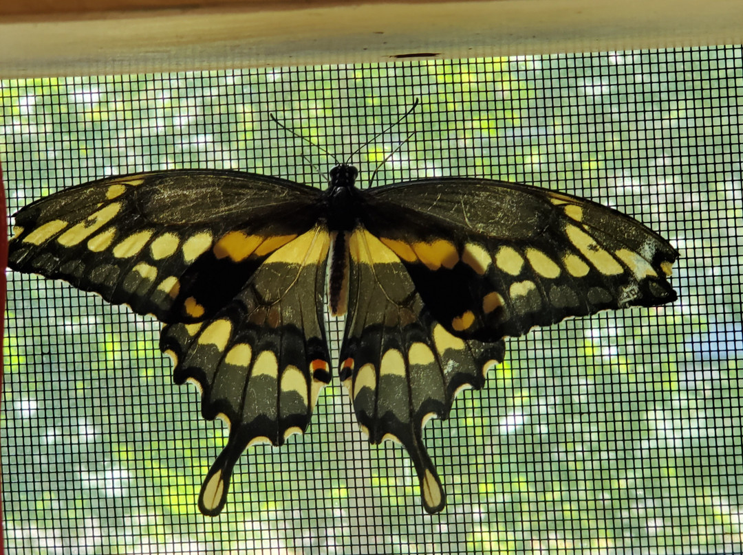 Bear Mountain Butterfly Sanctuary景点图片