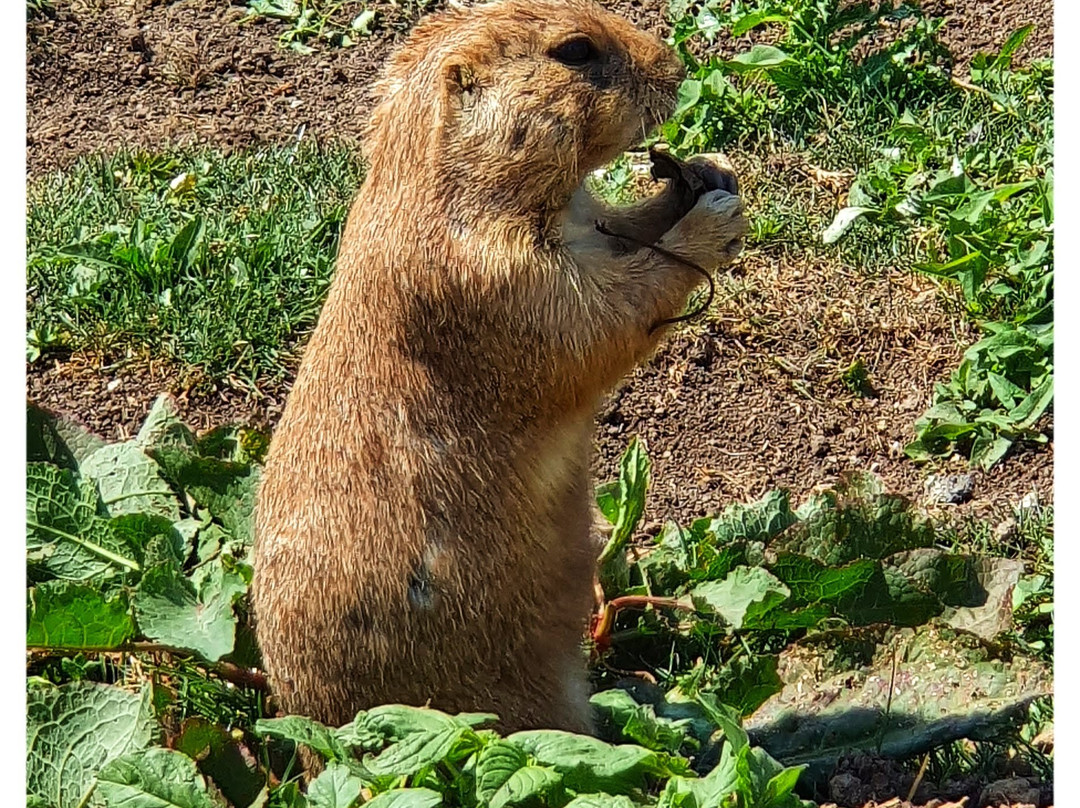 Parc Animalier De Sainte-croix景点图片