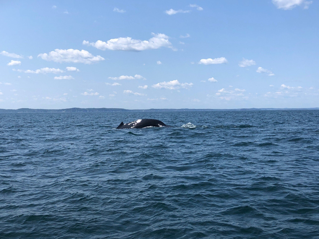 Island Cruises Whalewatching景点图片