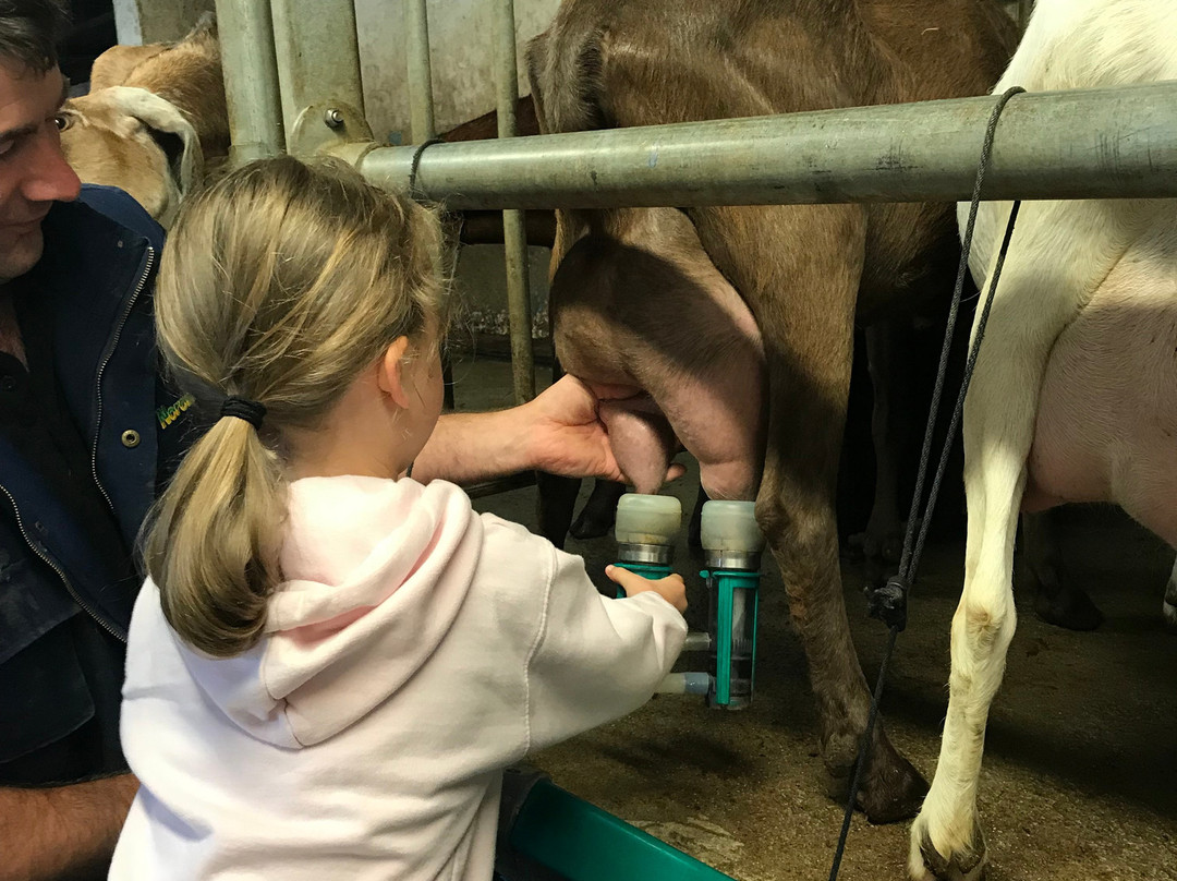Dartington Dairy @ Old Parsonage Farm-Dartington必去景点