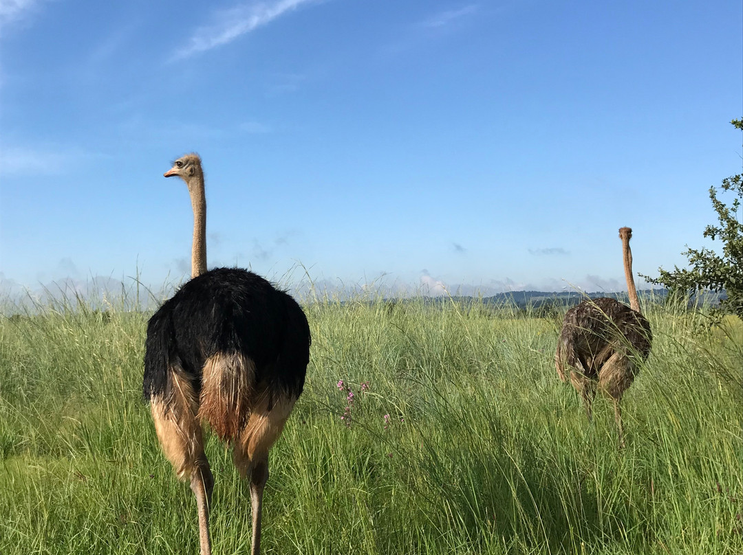 Rietvlei Nature Reserve-比勒陀利亚必去景点