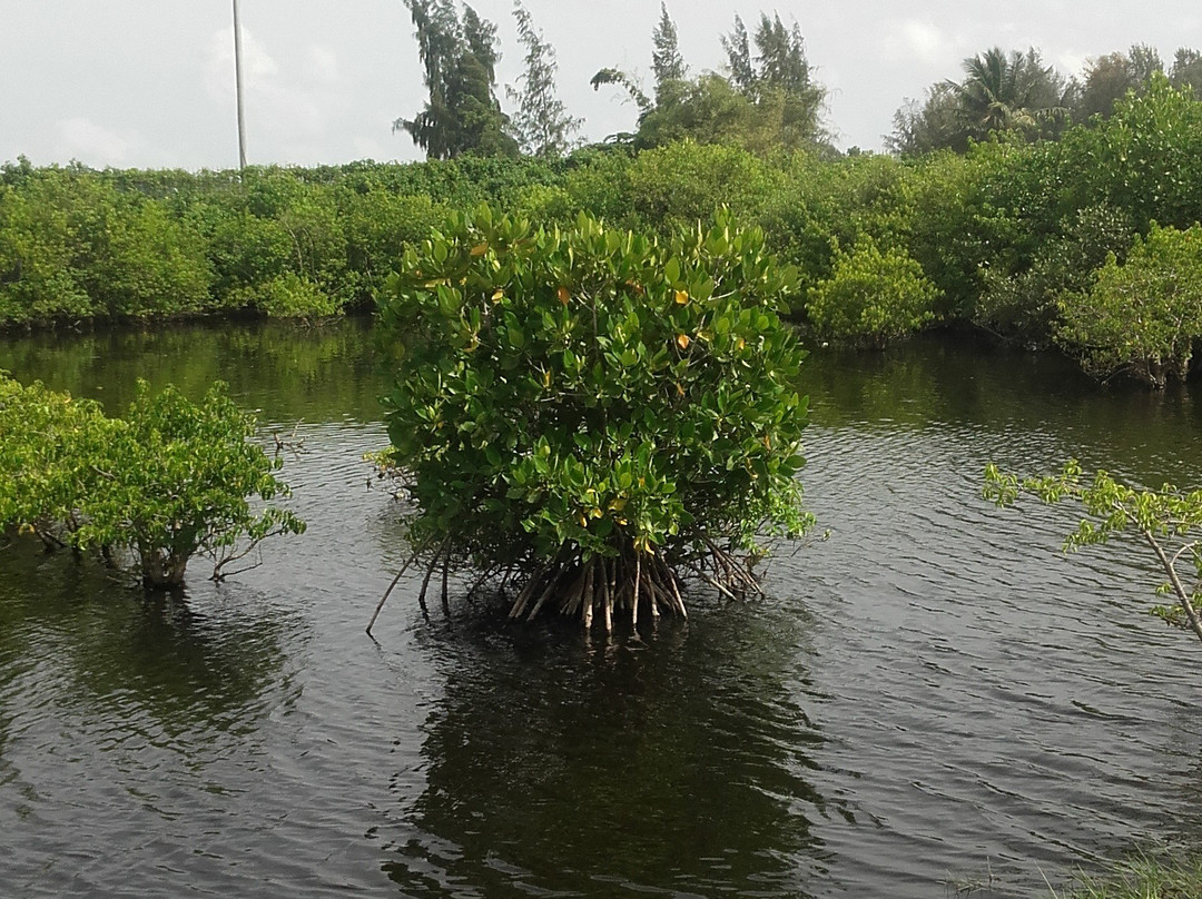 Matsyafed Fish Farm景点图片