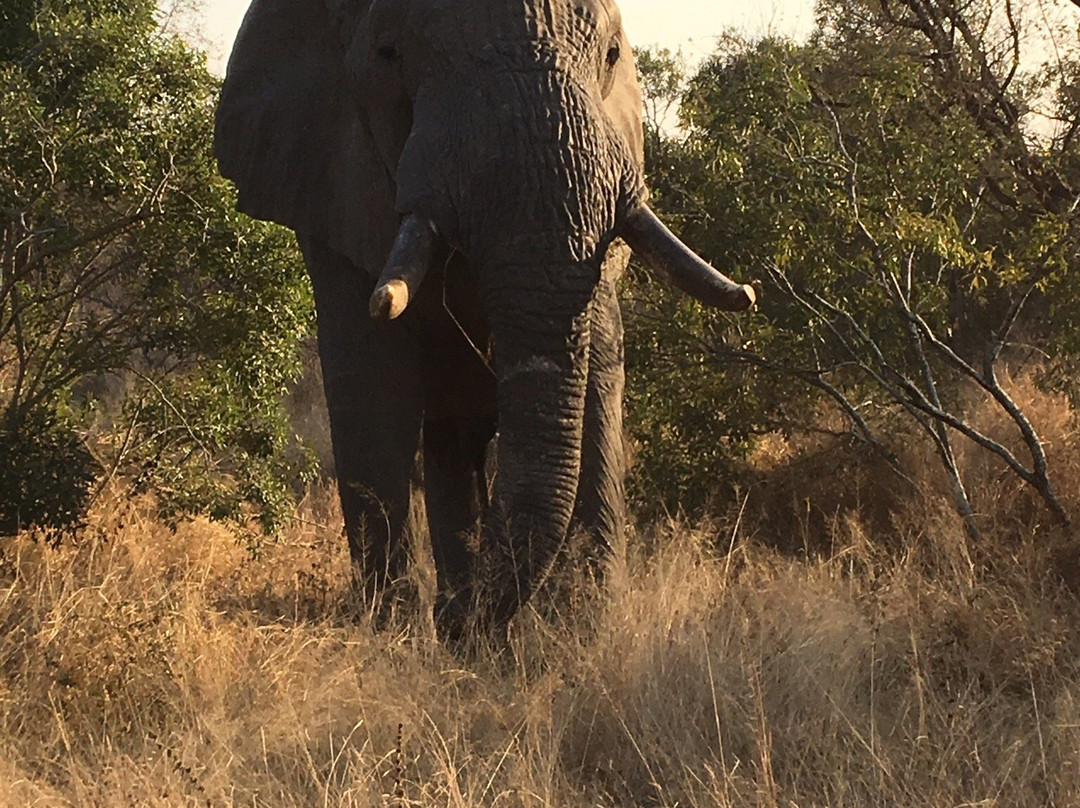 Kruger Adventure Safaris景点图片