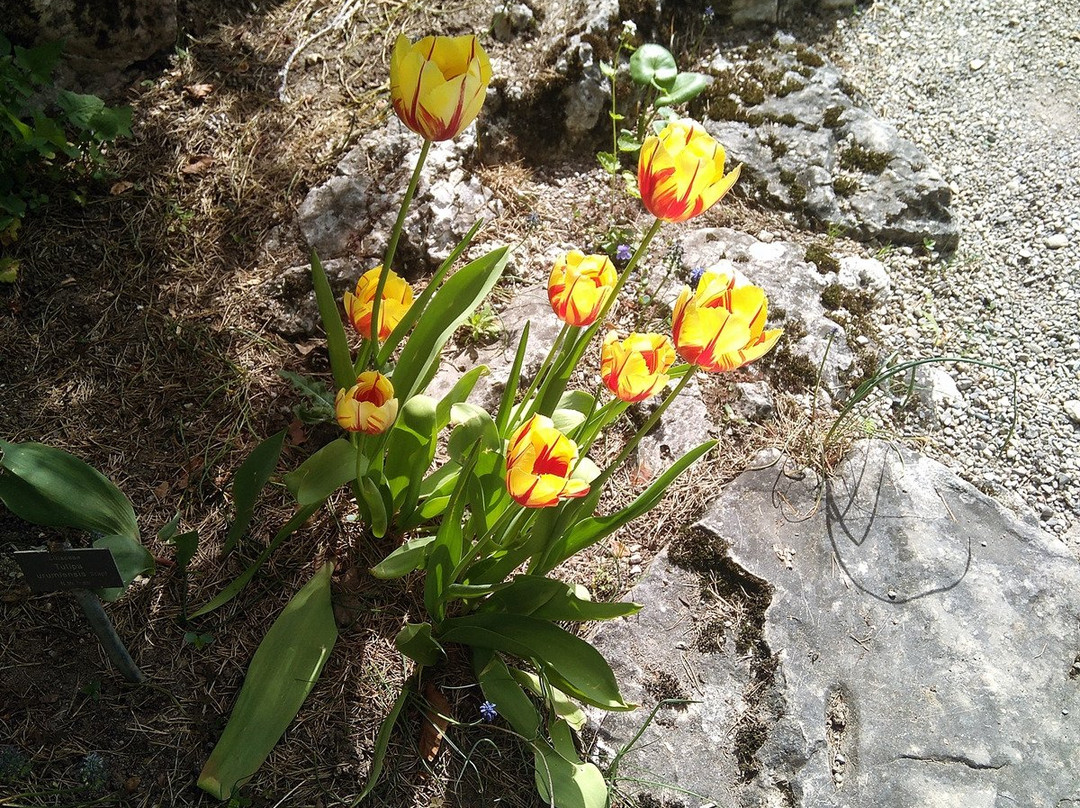 Jardin Botanique Lausanne-洛桑必去景点
