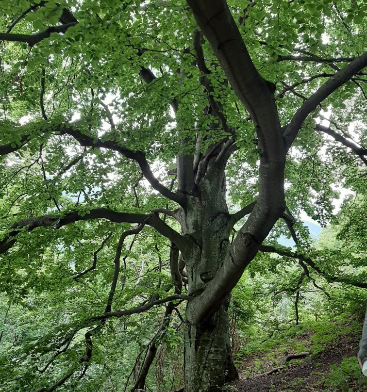 Narodny park Muranska planina景点图片