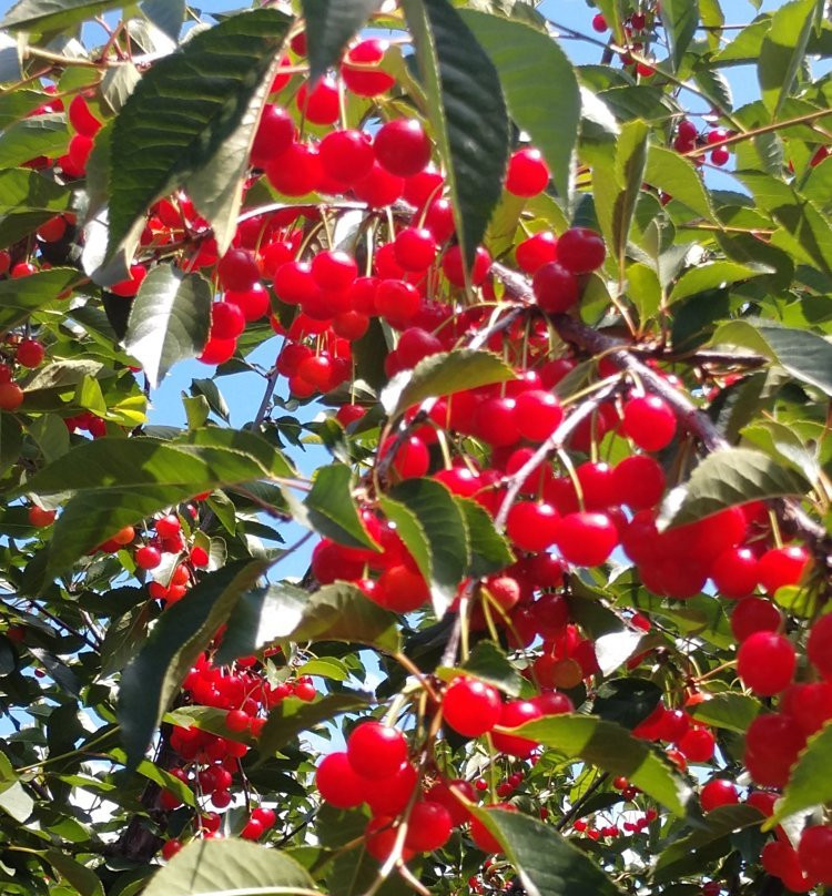 Kiyokawa Family Orchards-Parkdale必去景点