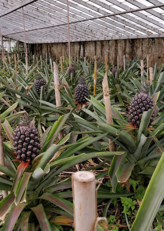 Arruda Pineapple Plantation景点图片