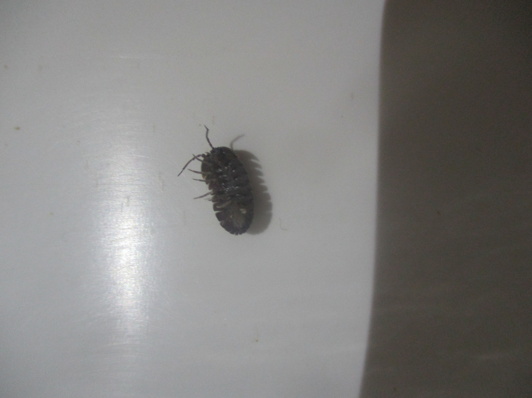 Koustenis Village主图