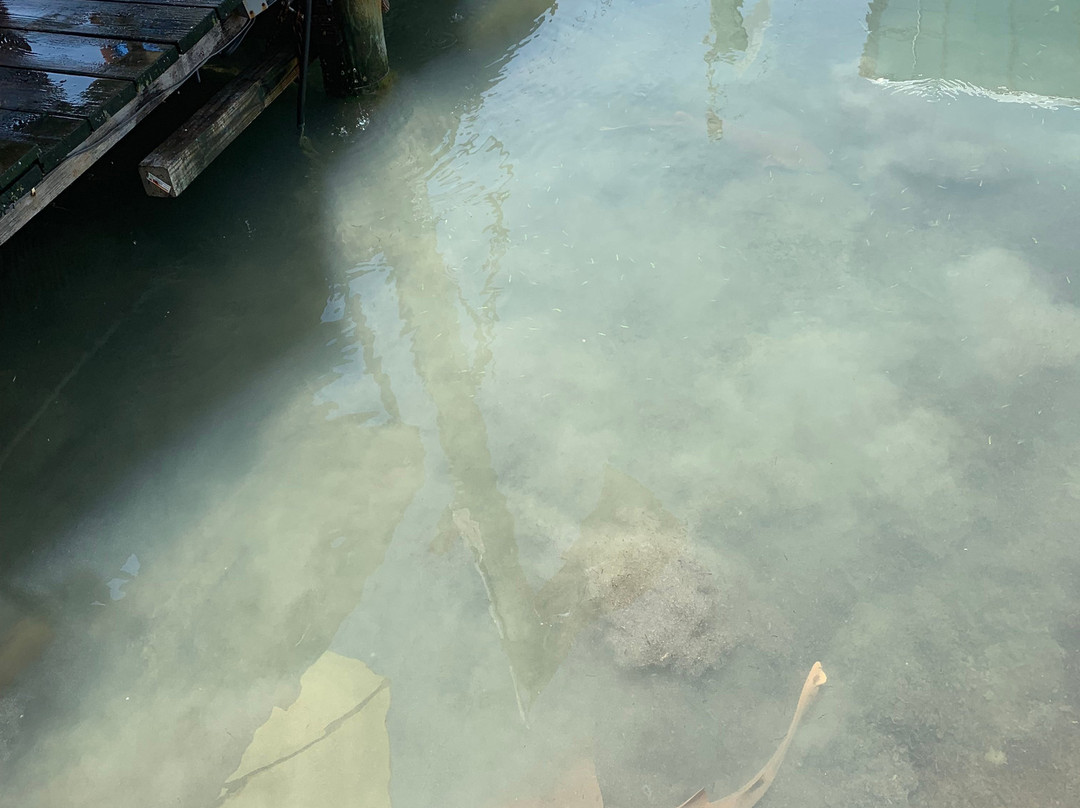 Starfish Snorkeling景点图片