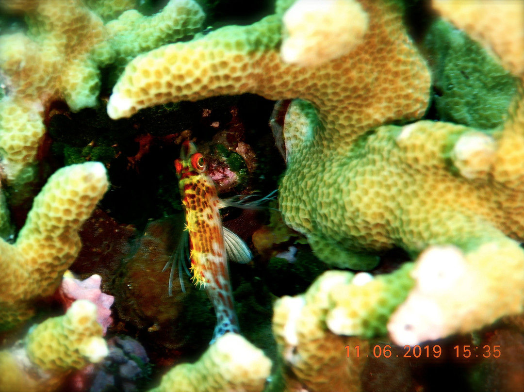 Limangu Diving Centre景点图片