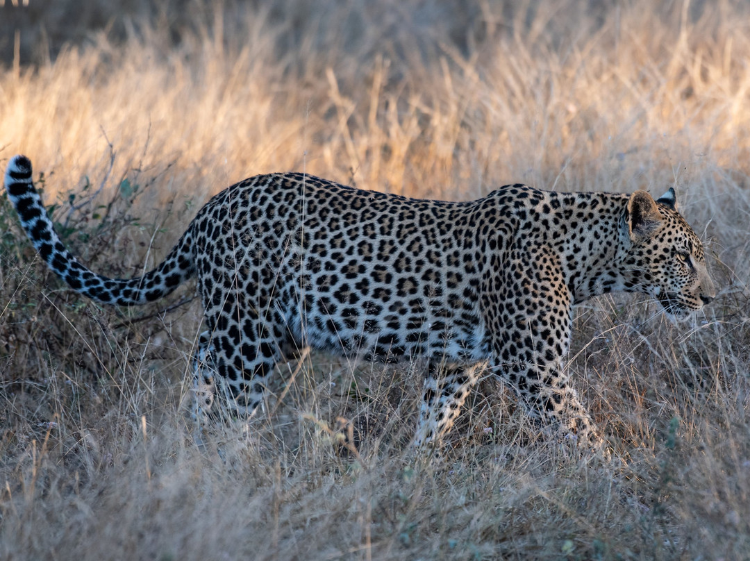 Legend Safaris-克鲁格国家公园必去景点