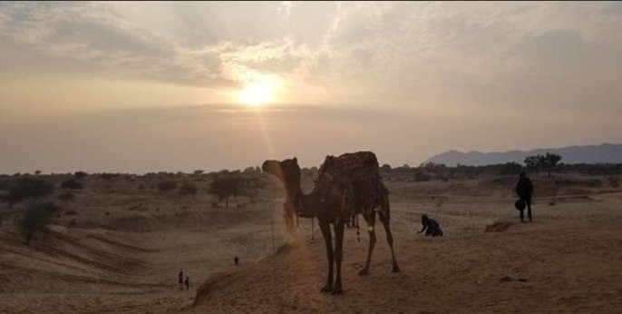 Sudama Pushkar Camel Safari in Desert景点图片