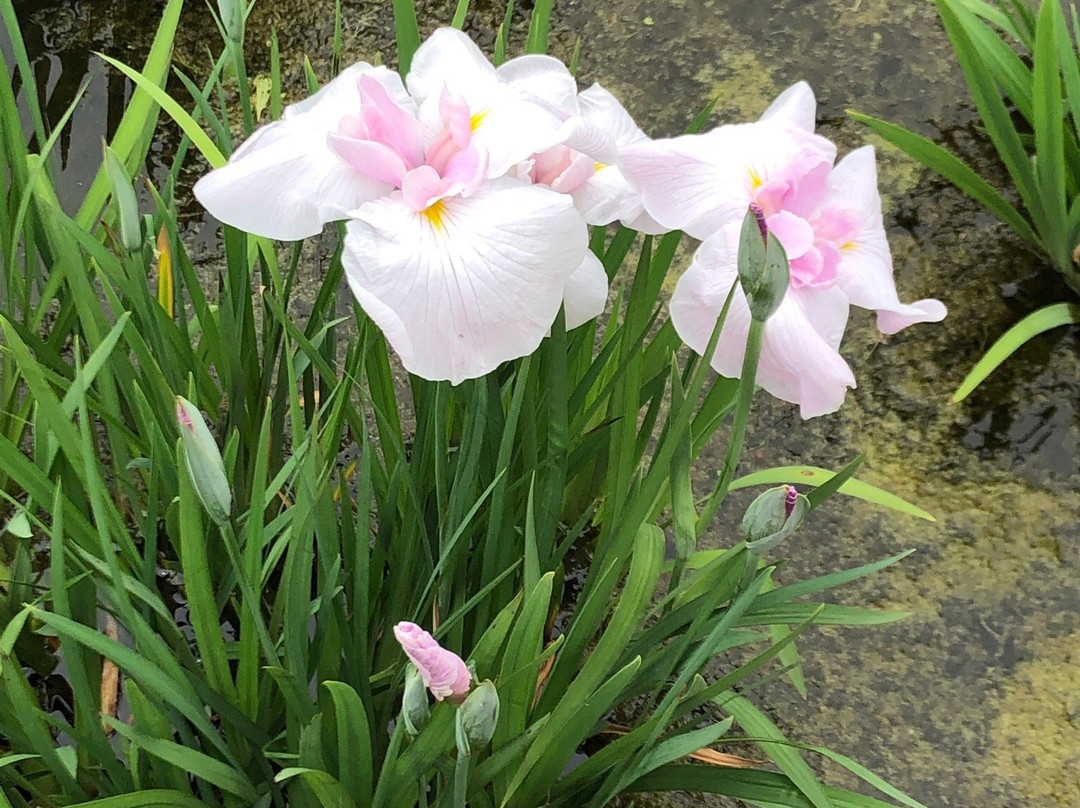 Higashimurayama Shobu Matsuri-东村山市必去景点
