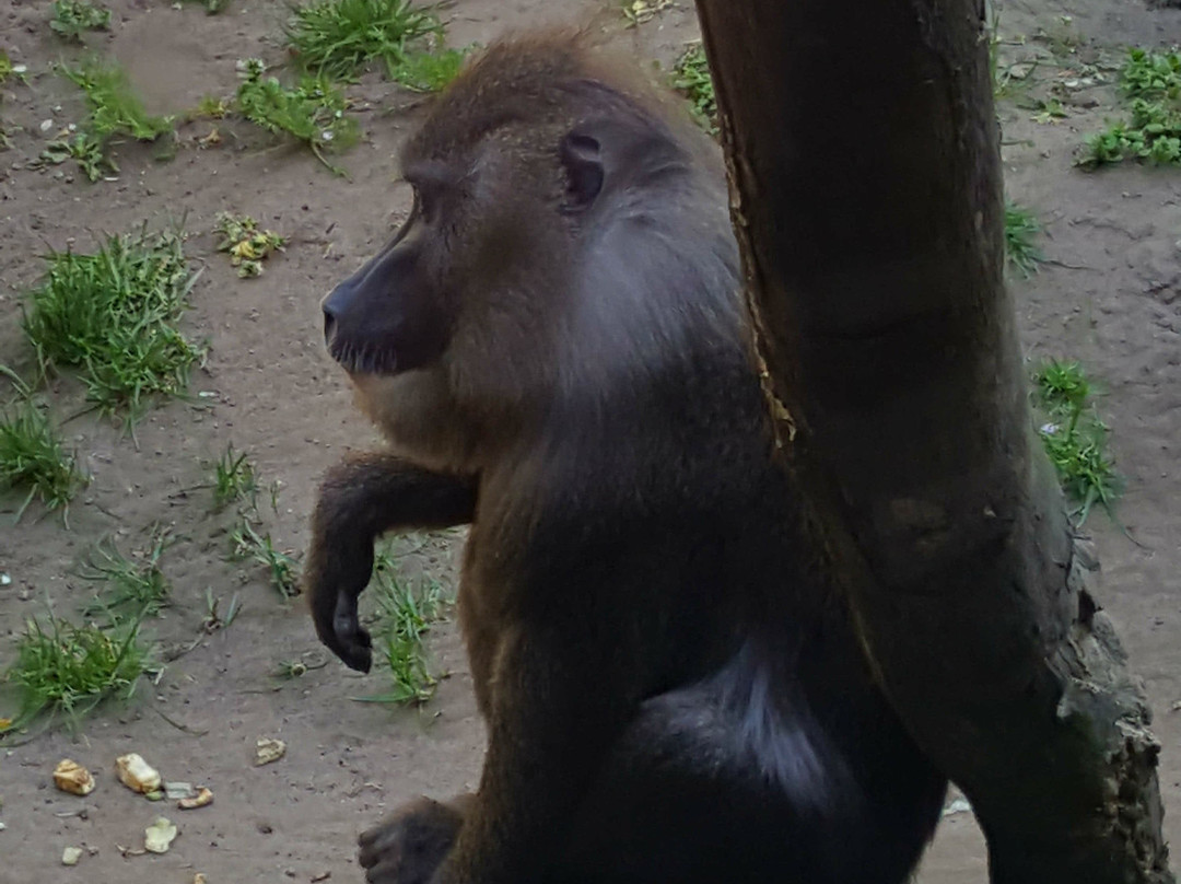 Erlebnis-Zoo Hannover-汉诺威必去景点