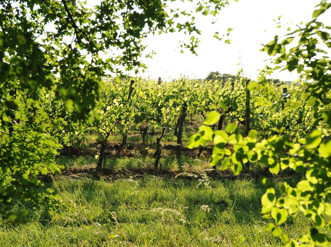 Chateau Lestange主图