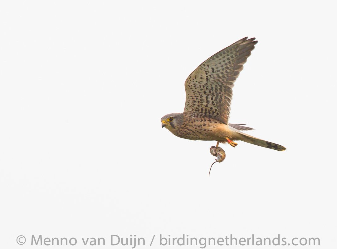 Birding Netherlands景点图片