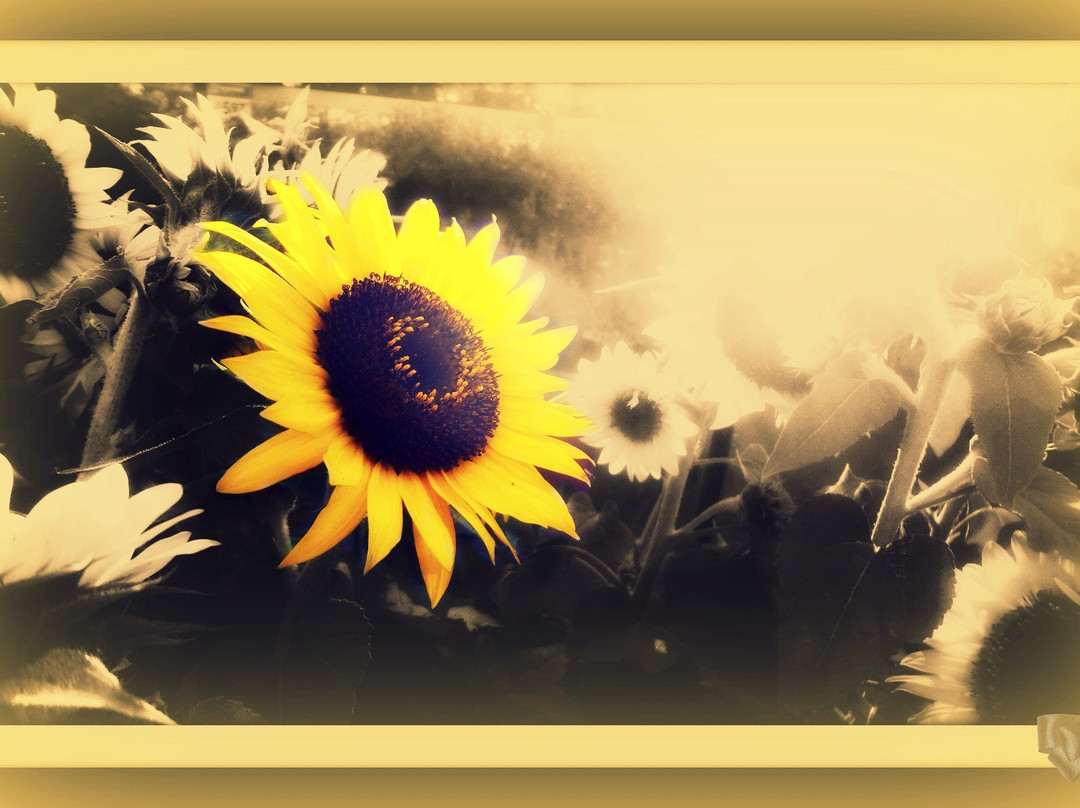 Charla Barron LMT-布兰登必去景点