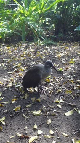 Birds of Eden-The Crags必去景点
