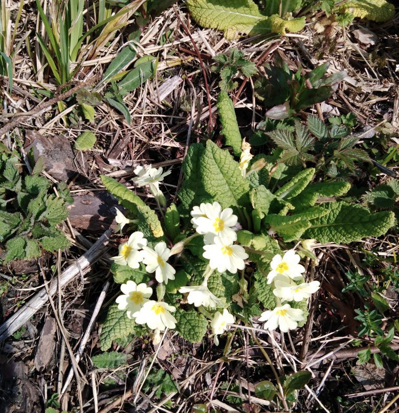 Clowes Wood-Chestfield必去景点