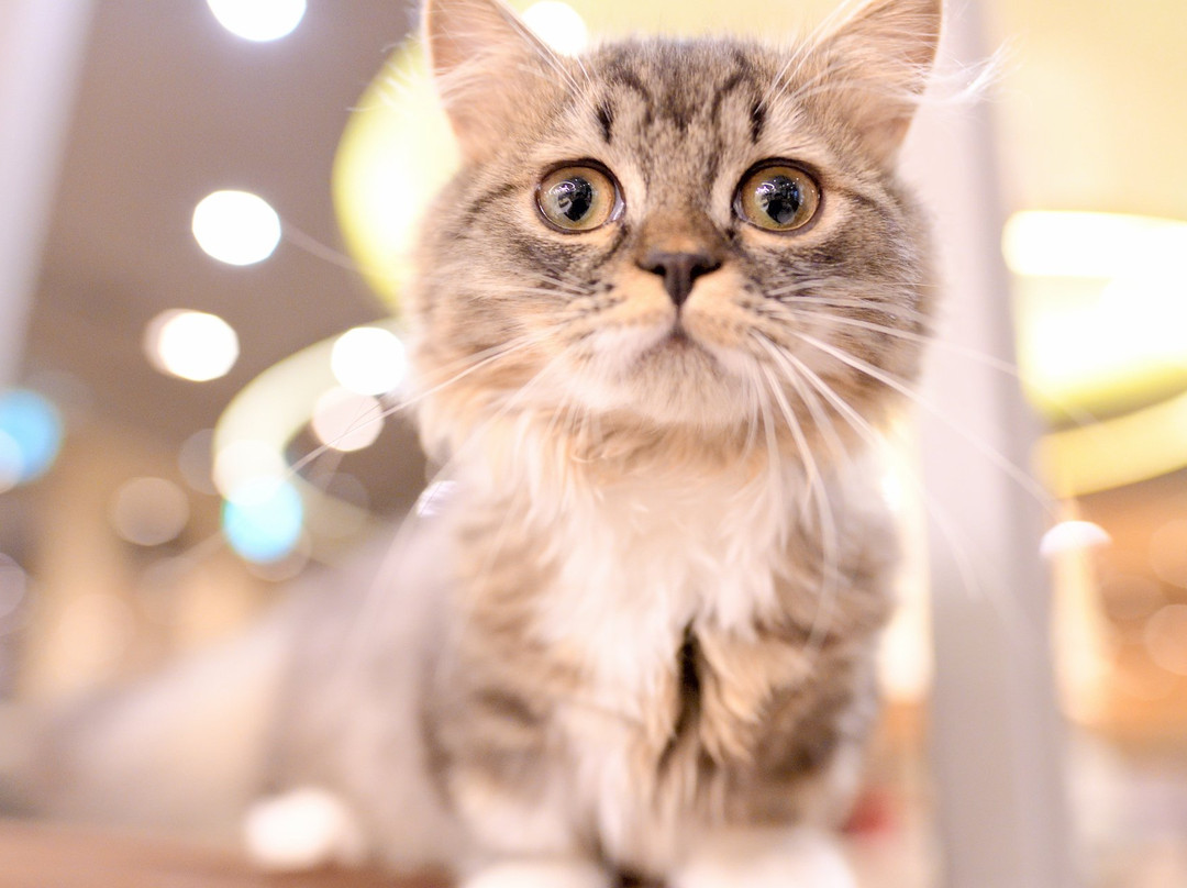 Cat Cafe Mocha Lounge Shibuya Koen-dori Branch-涩谷区必去景点