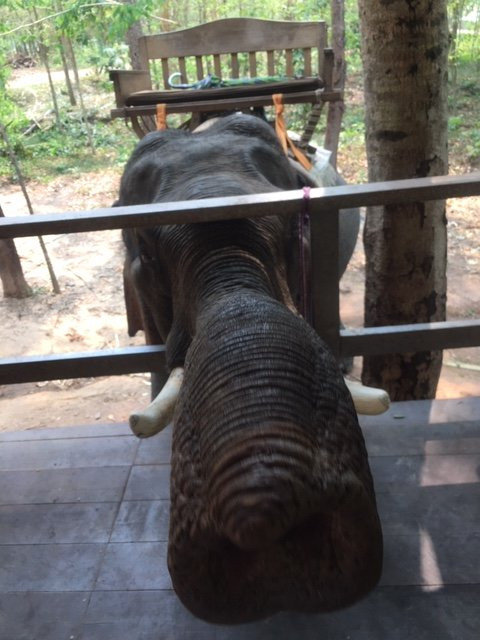 Elephant Adventure Village景点图片