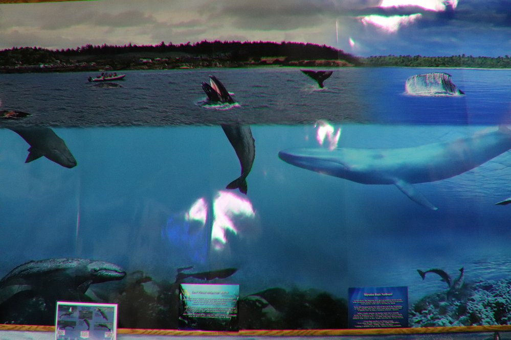 Whale, Sea Life and Shark Museum-Depoe Bay必去景点